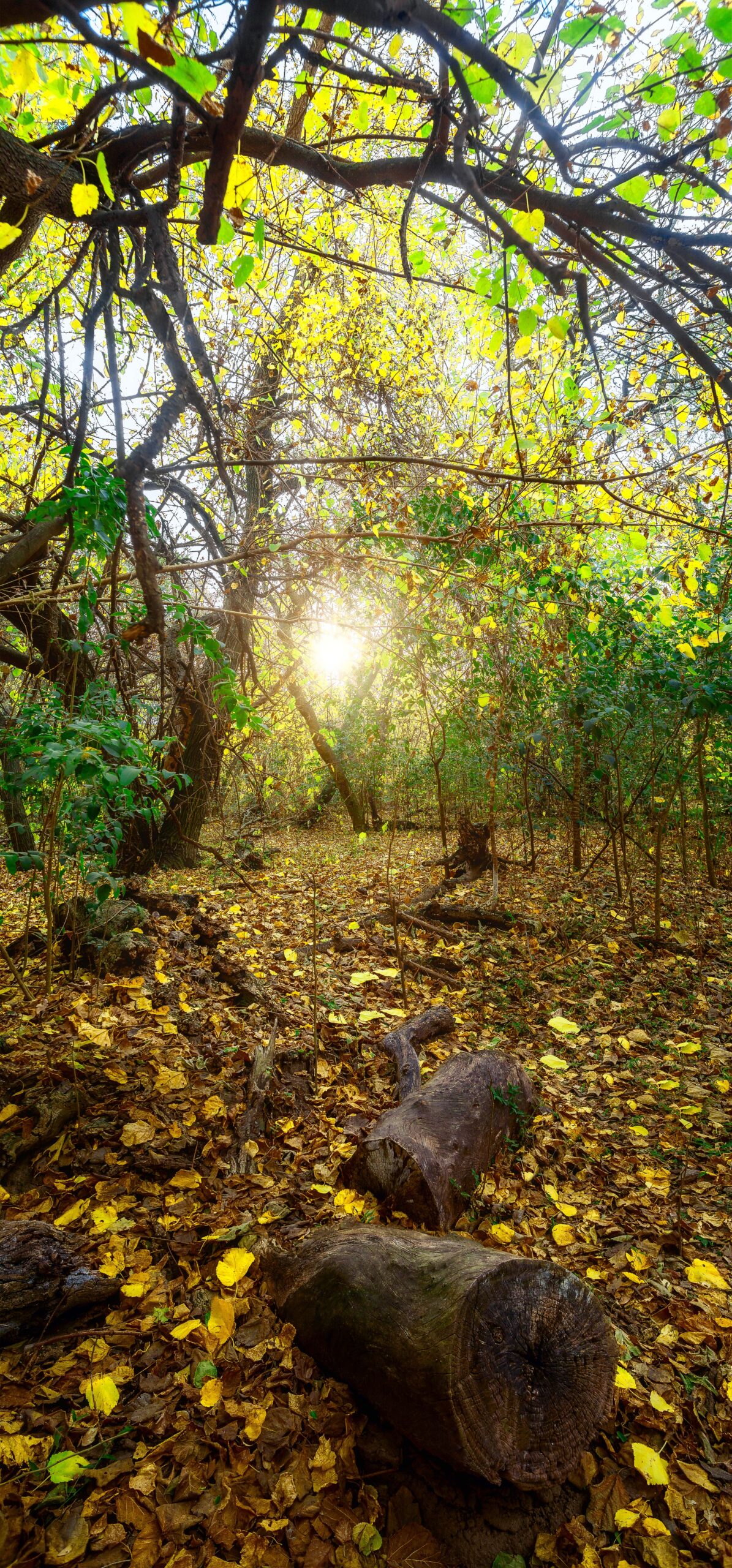 Lịch sử giá vàng (minh họa 1)